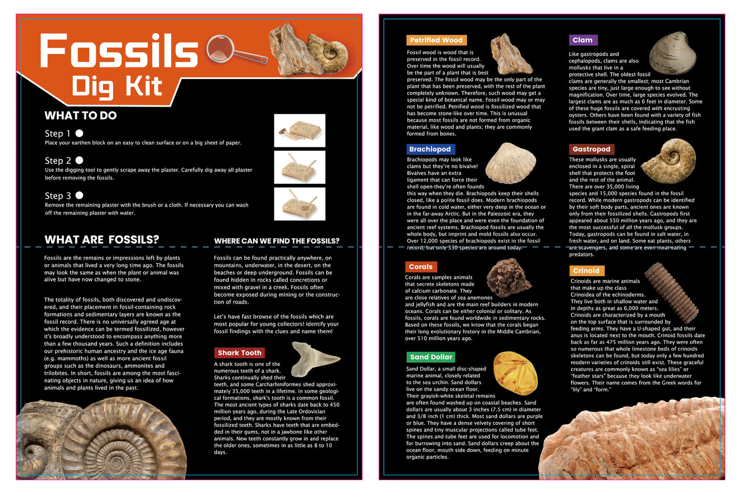 DIG & DISCOVER FOSSILS DIG KIT