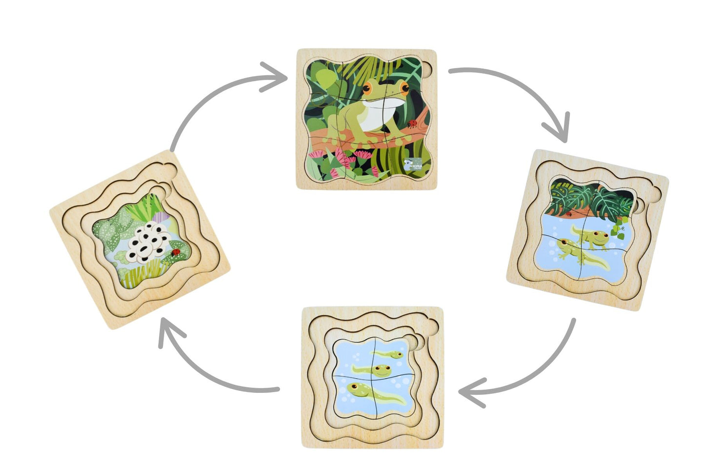 BUSH BUDDIES GREEN TREE FROG LIFE CYCLE LAYER PUZZLE
